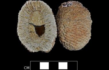 Conifer cone permineralized in silica