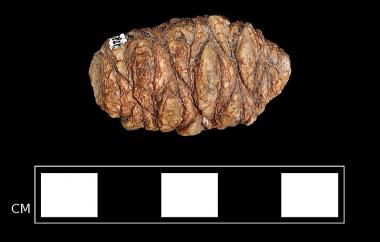 Conifer cone permineralized in silica