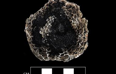 Tree fern apex permineralized by silica