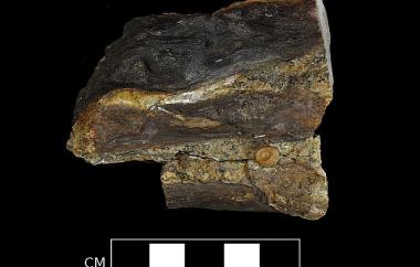 Banana seed permineralized in silica