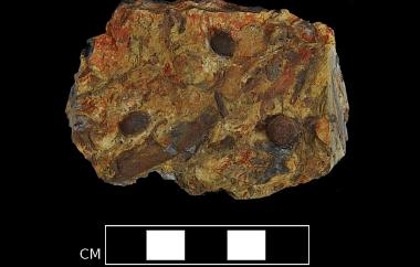 Icacina vine fruit stone permineralized in silica