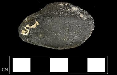 Palm nut permineralized in pyrite