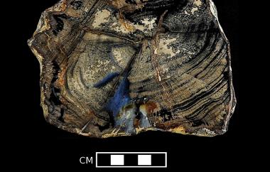 Progymnosperm trunk permineralized in silica