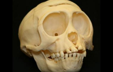 Rhesus Macaque