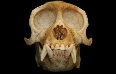 Cebus sp. Capuchin