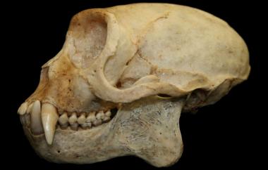 Cebus sp. Capuchin