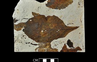 Fig leaf
