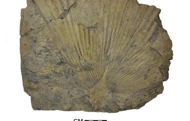 Palm leaf