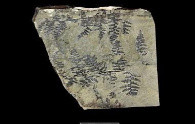 Fern leaf, part one