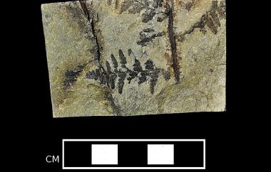 Fern leaf, part two