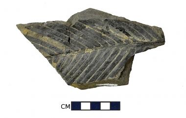 Cycadeoid leaf