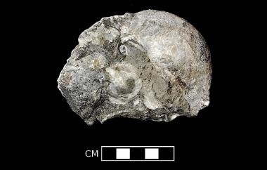 Large brachiopod