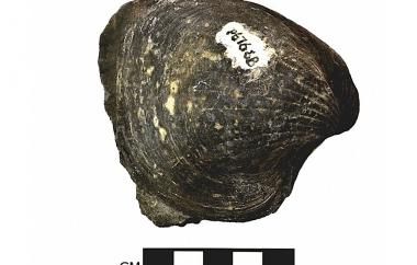 Clam, side two