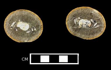 Crab in nodule
