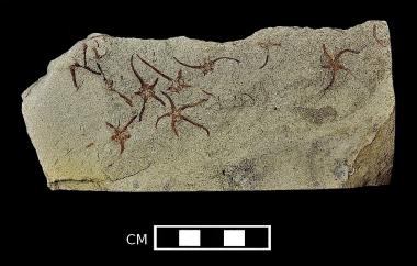 Starfish