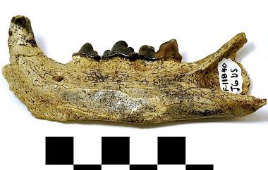 Fossil wildcat mandible