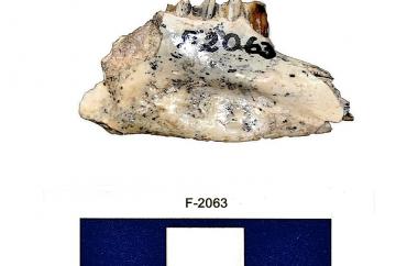 Rabbit mandible, side one