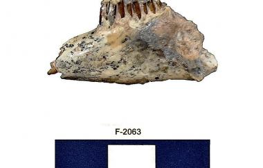 Rabbit mandible, side two