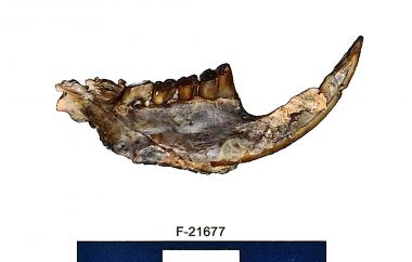 Fossil beaver mandible