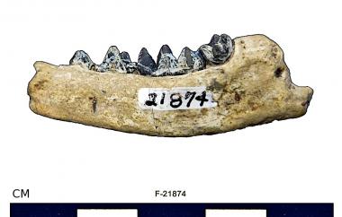 Fossil badger mandible