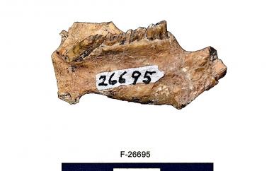 Fossil beaver mandible