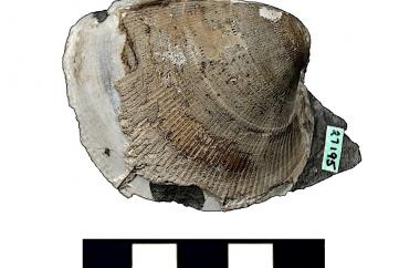 Fossil cockle shell