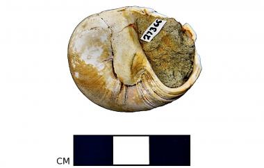 Fossil moon snail shell