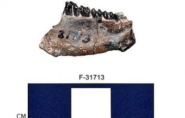 Fossil beaver mandible