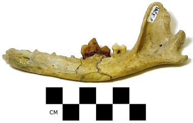 Fossil dog mandible, side two