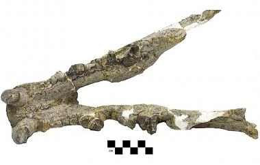Giant hyena-like animal mandible