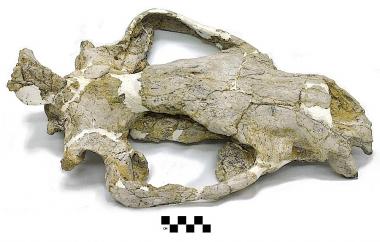 Giant hyena-like animal skull