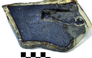 Fossil newt skeleton, side one