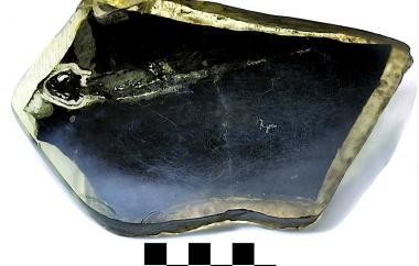 Fossil newt skeleton, side two