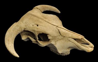 Cow skull