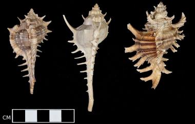 Murex, Harrowed Murex, Leafy Murex