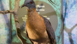 Passenger pigeon.