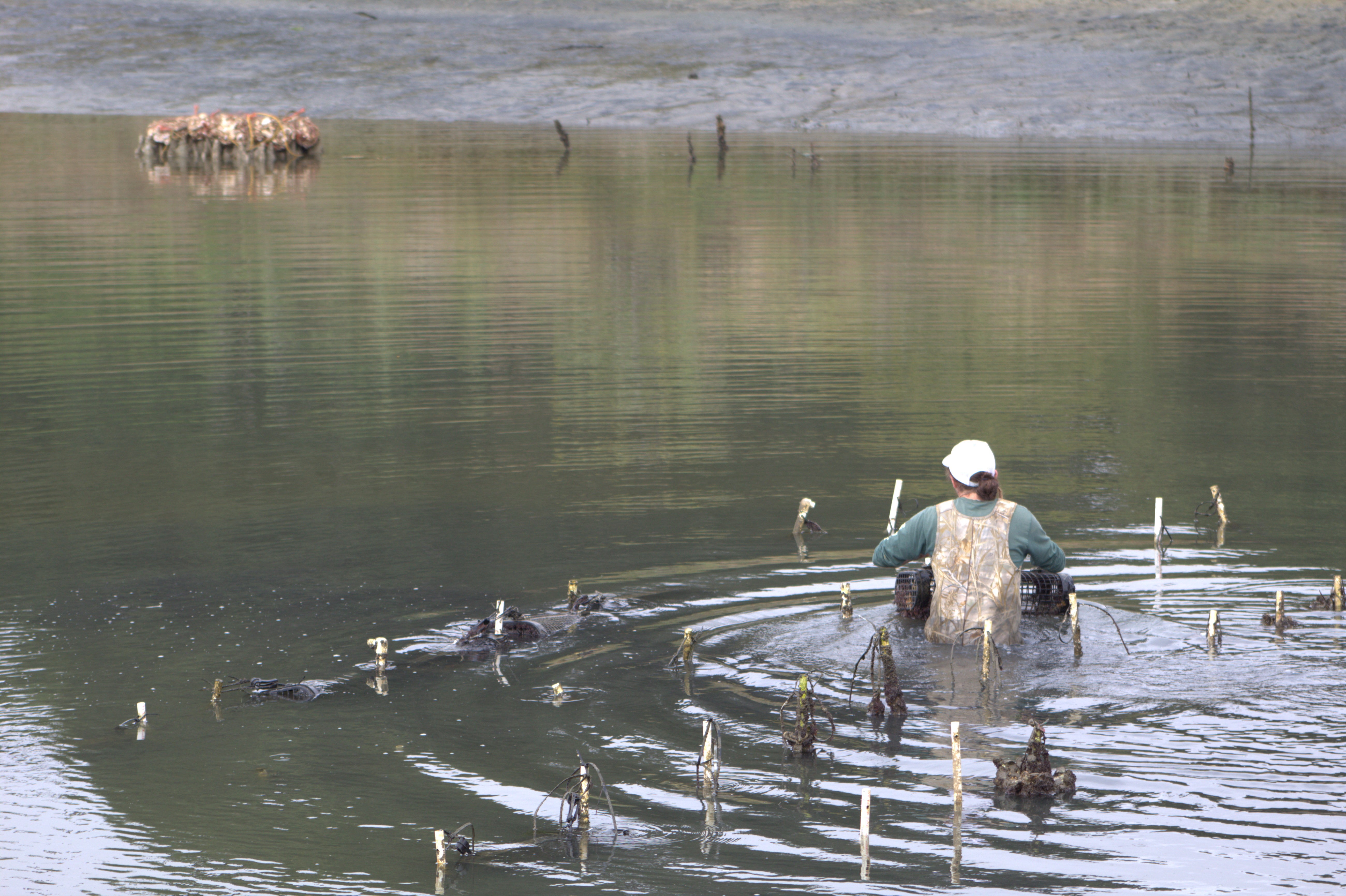 An archaeologist in waders is chest deep in a slough. 