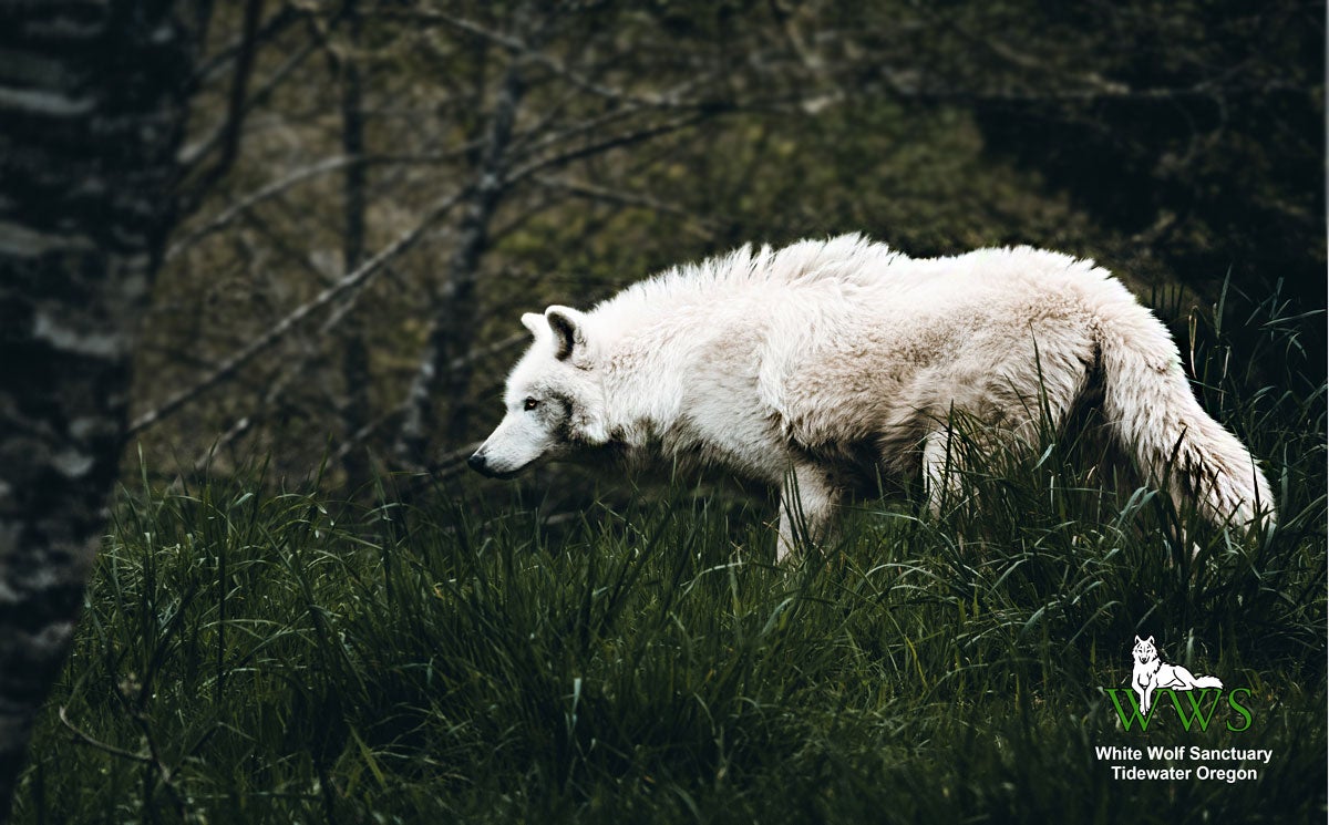 White Wolf from White Wolf Sanctuary