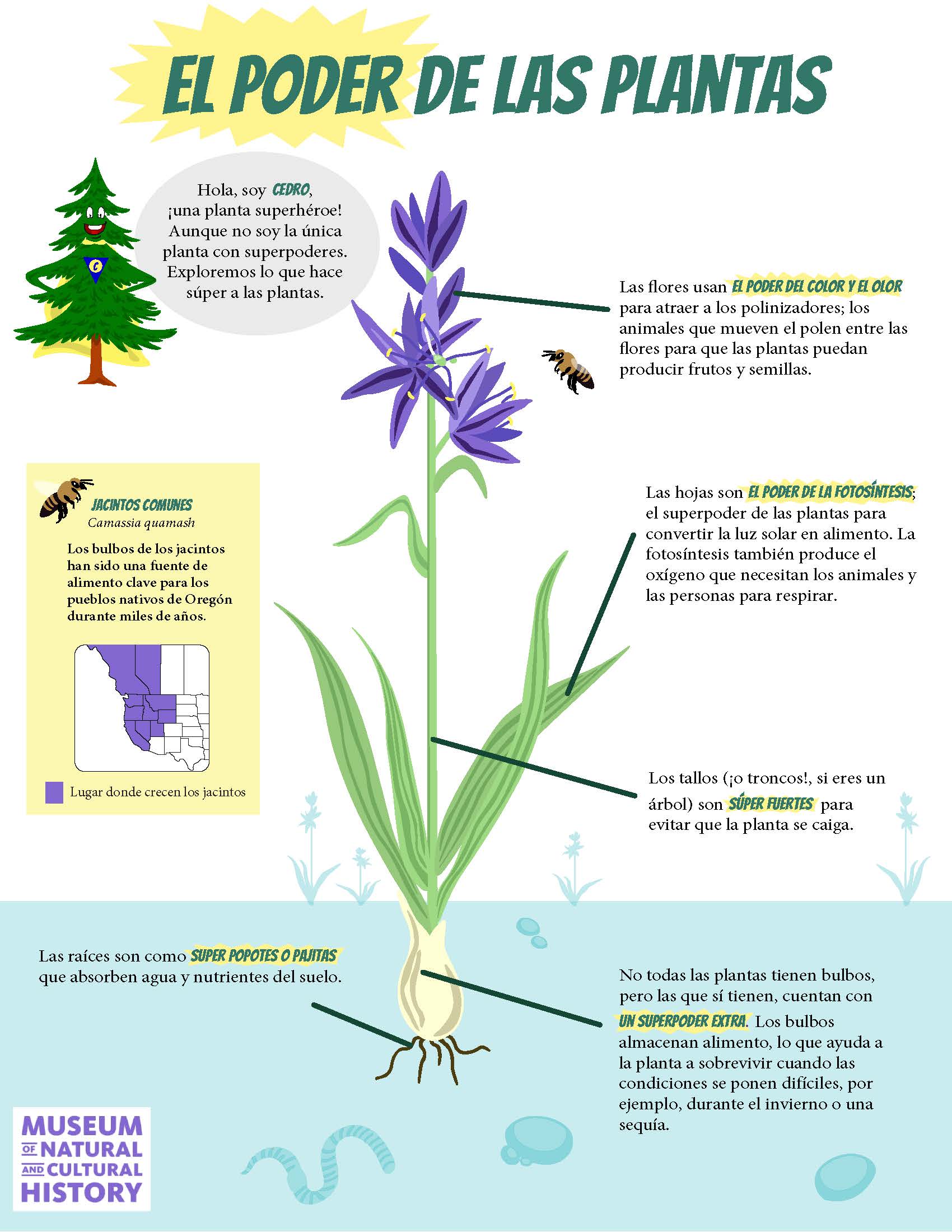 Camas plant with parts labeled. 